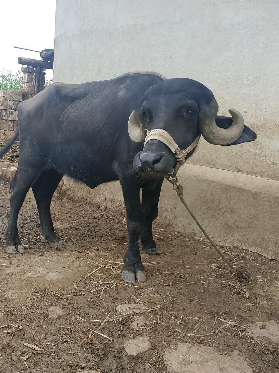 થંબનેલ 2