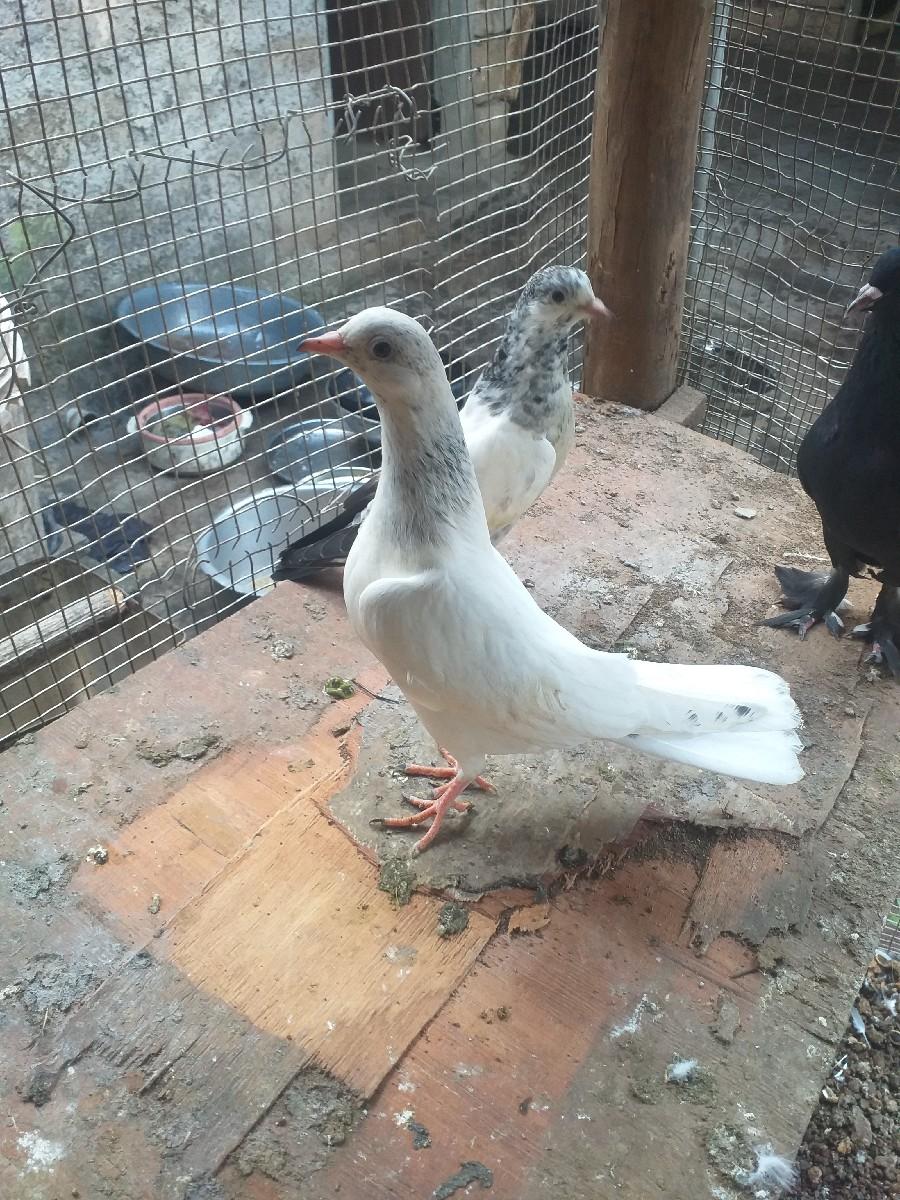 થંબનેલ 2