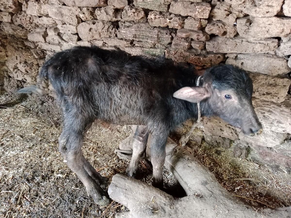 થંબનેલ 3