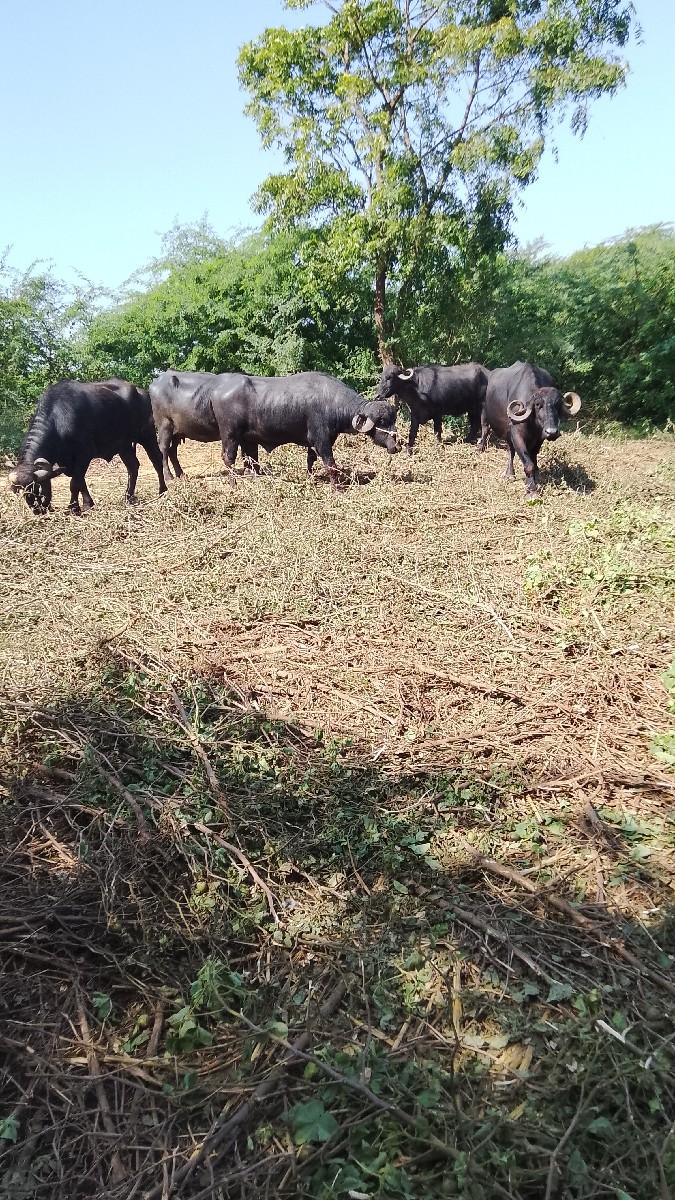 થંબનેલ 3