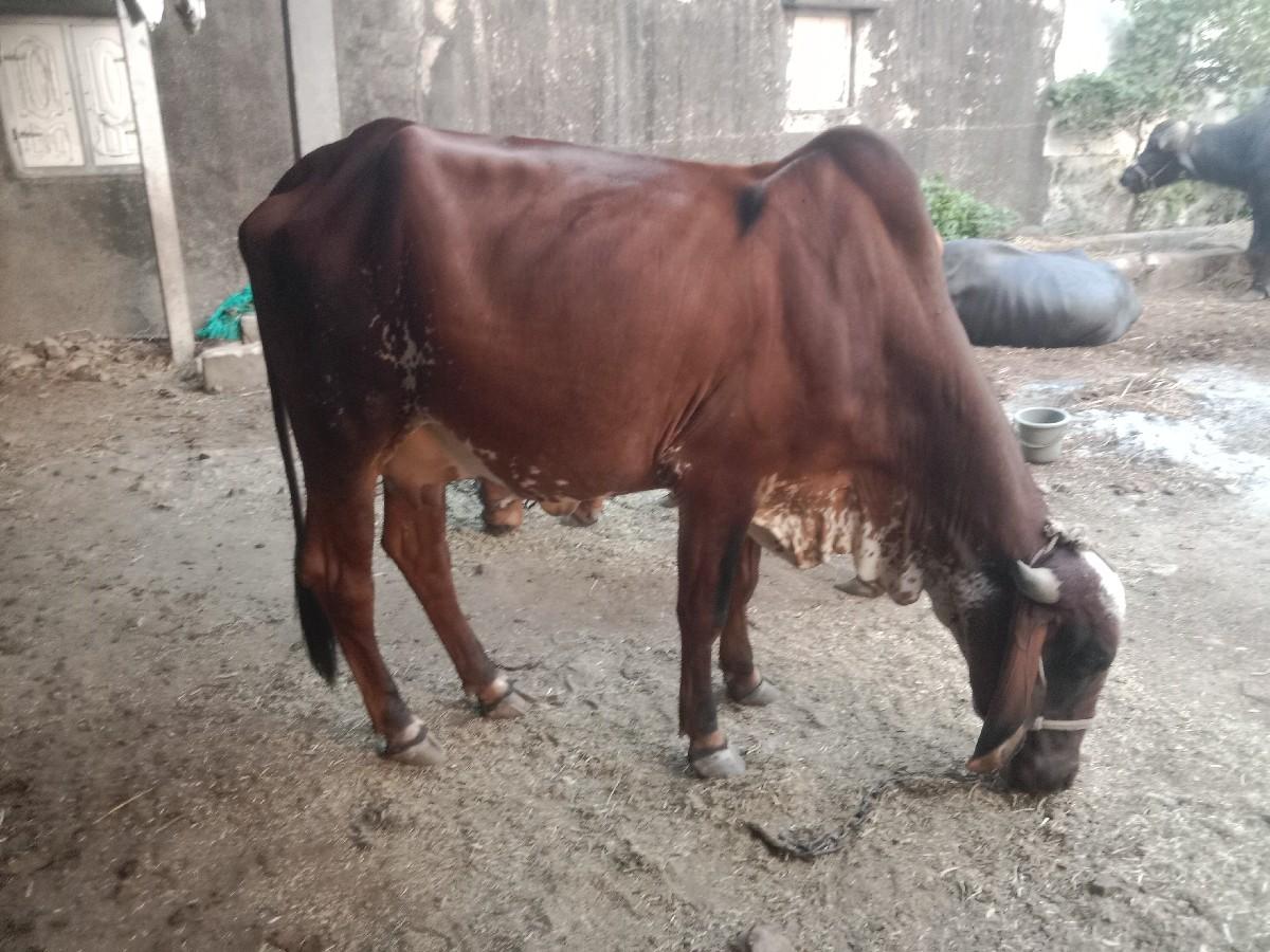 થંબનેલ 2