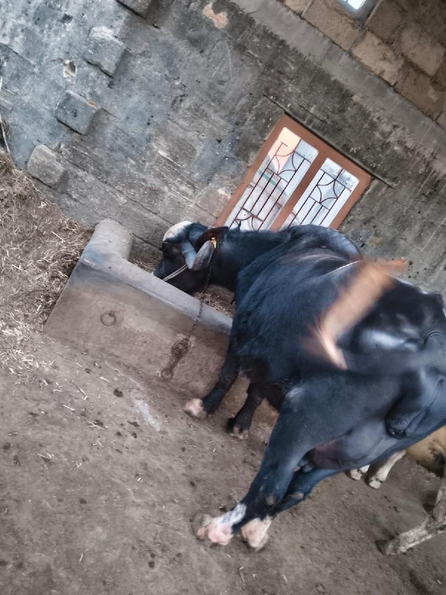 થંબનેલ 2