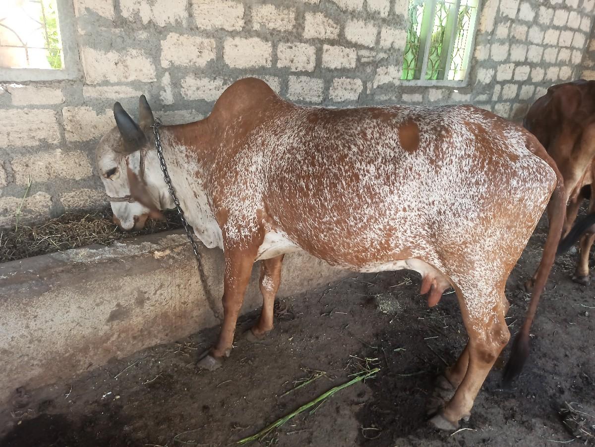 કાબરી ગાય વેચવાની