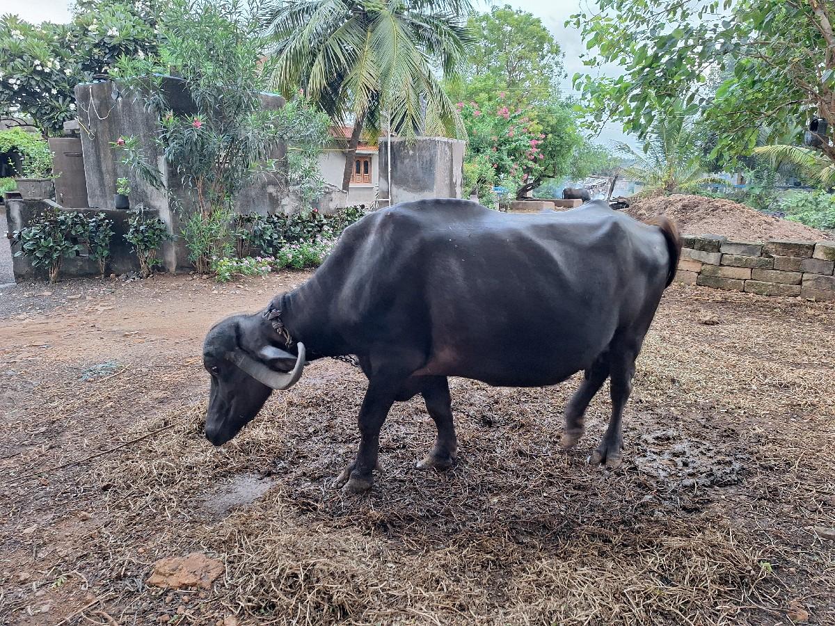 ભેંસ વેચવાની સે