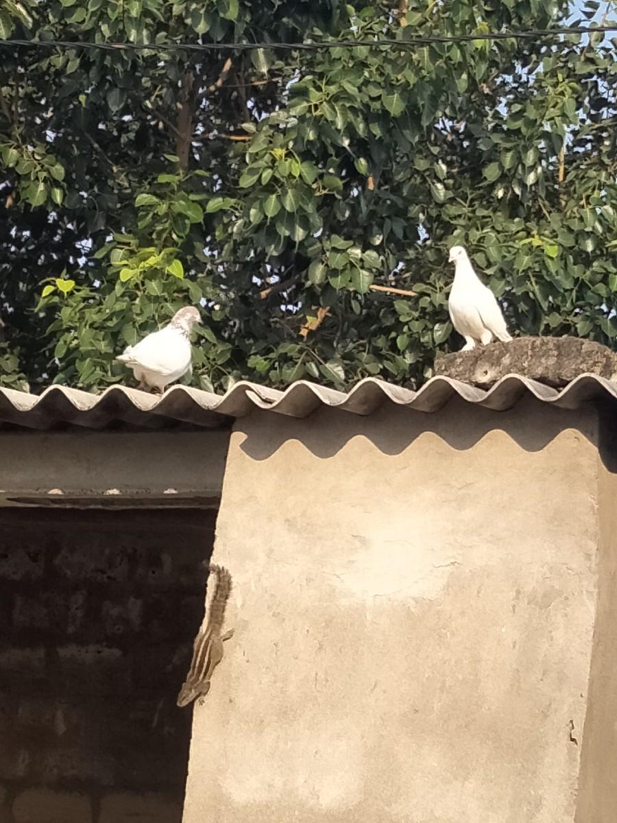 કબુતર વેચવાના છે