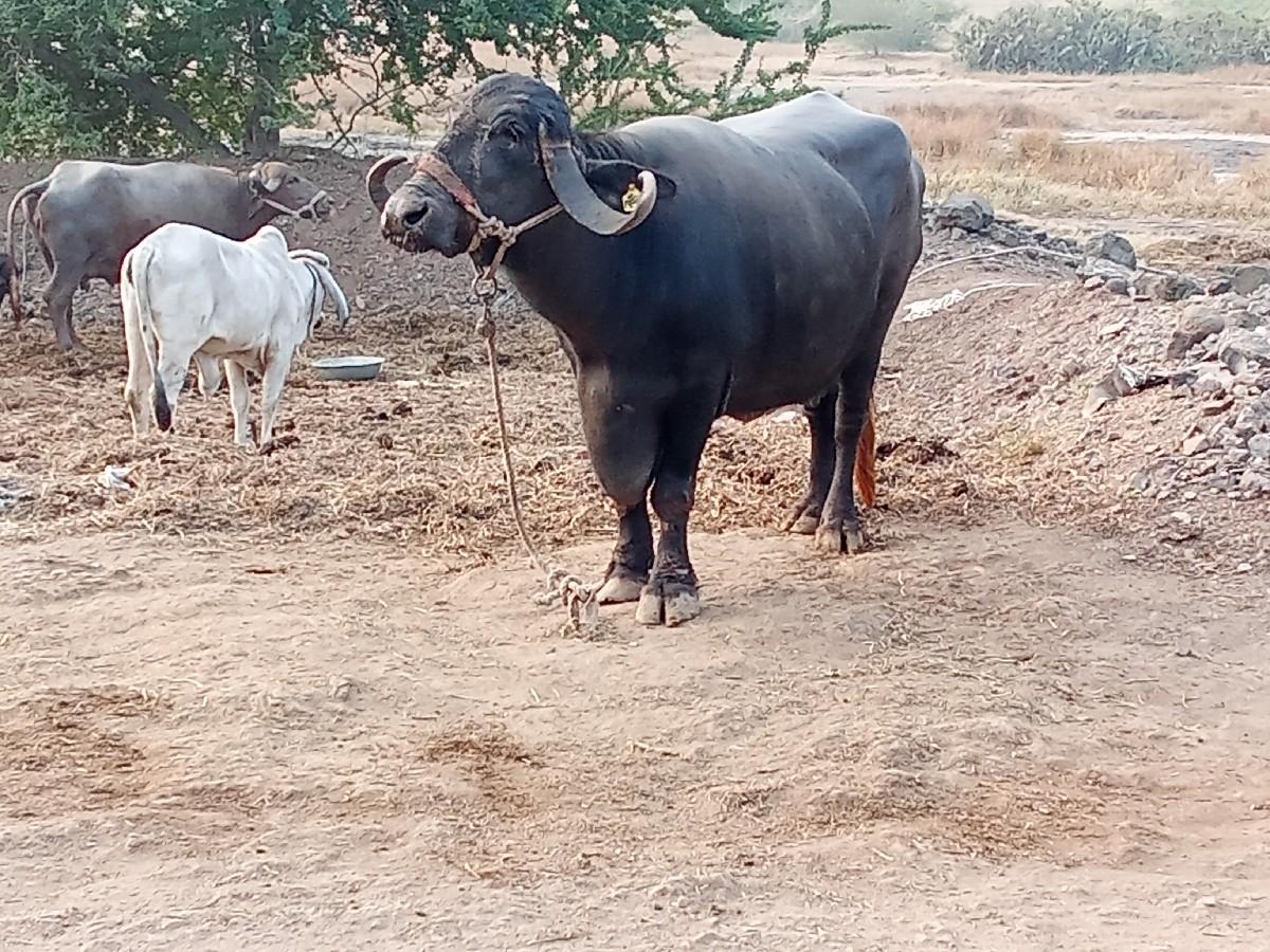 થંબનેલ 3