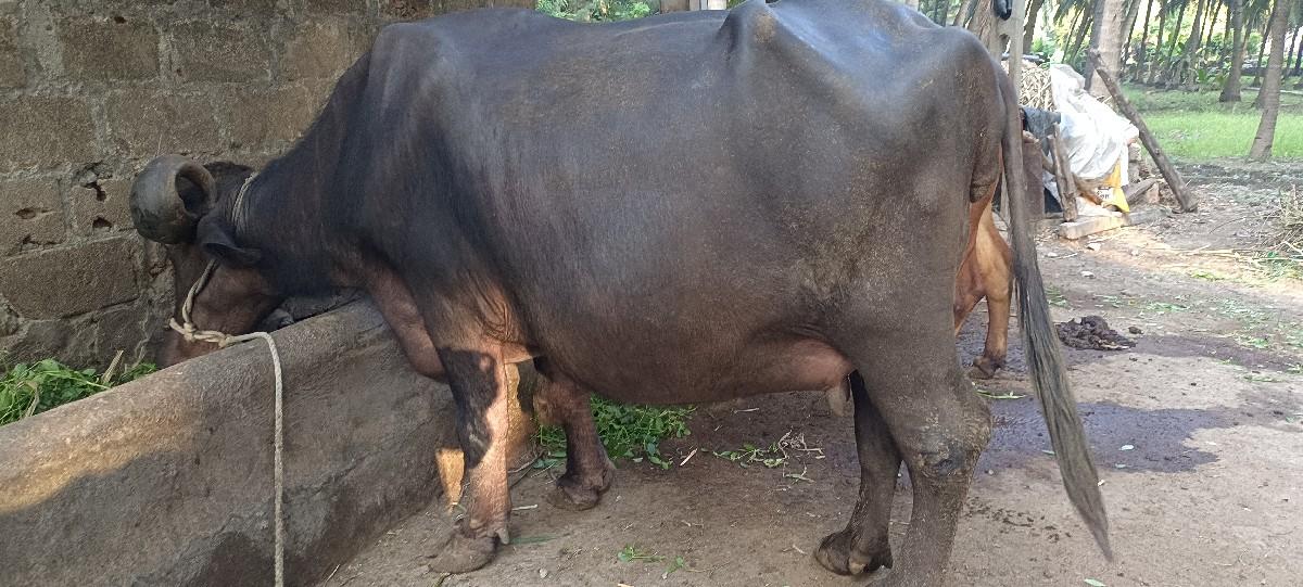 થંબનેલ 3