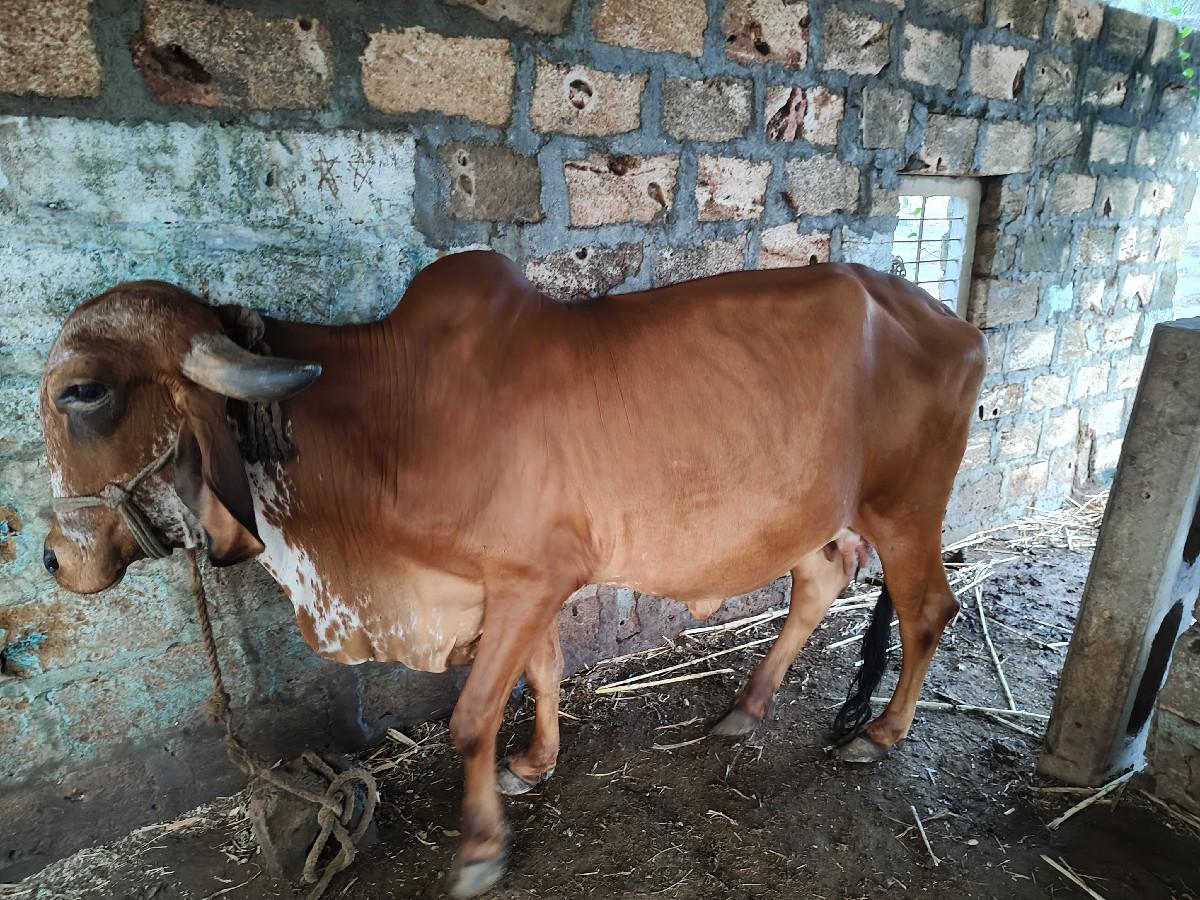 થંબનેલ 3