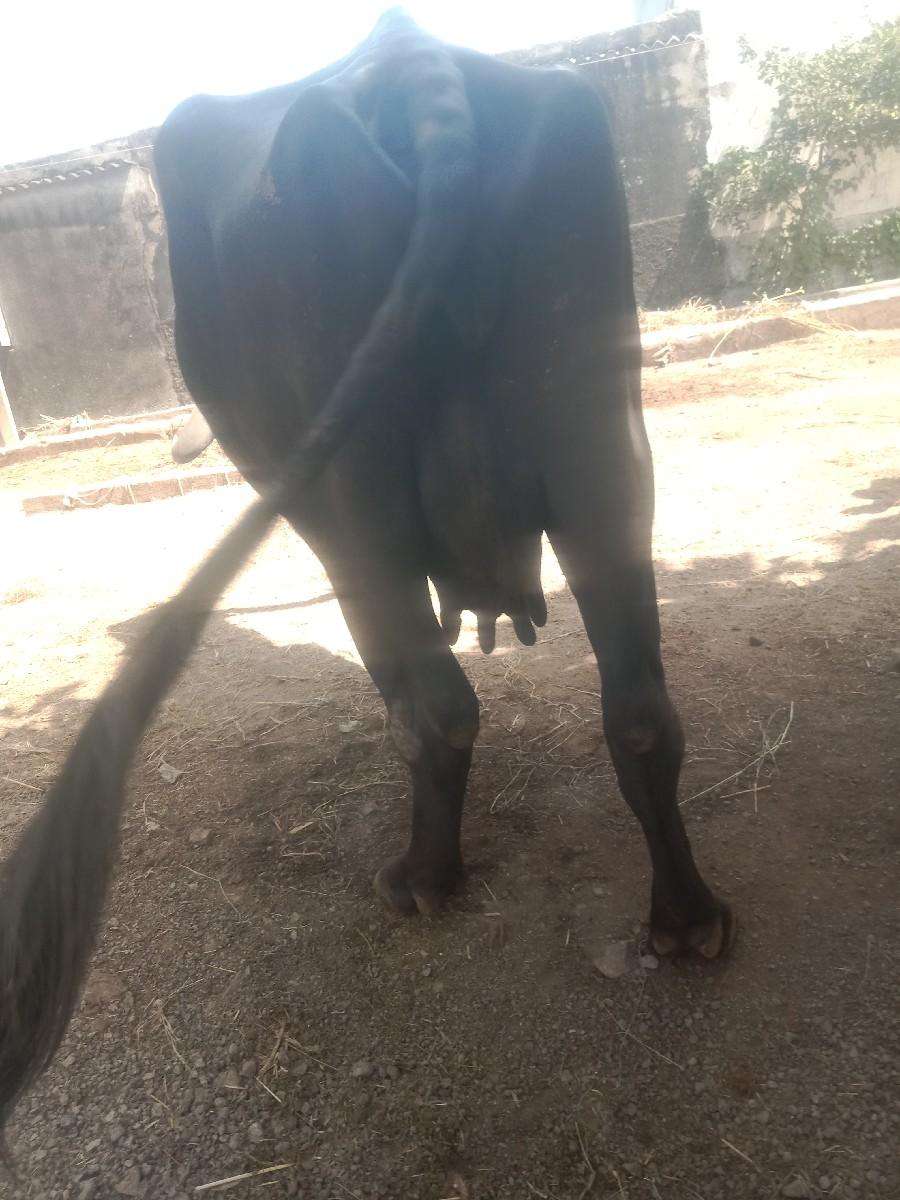 થંબનેલ 2