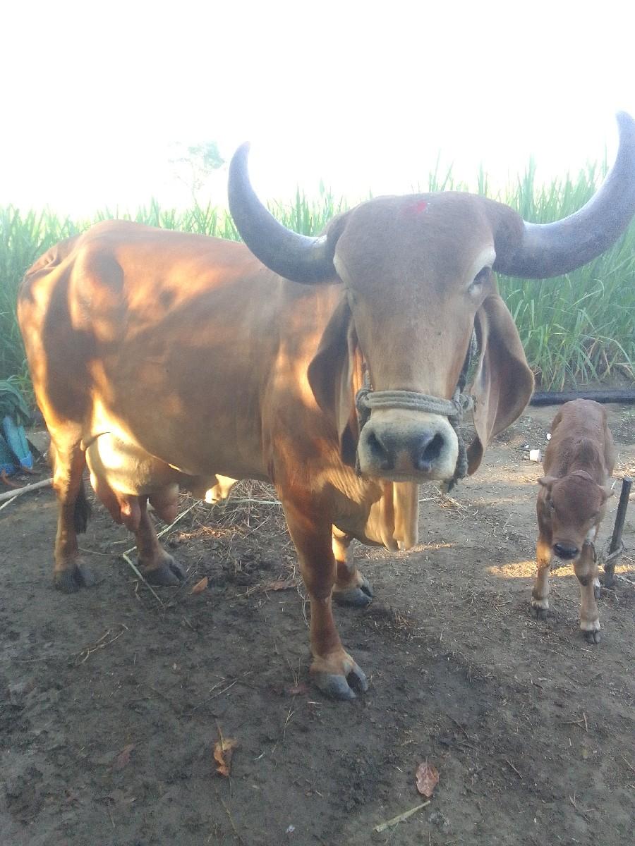 ગાય વેચવાની છે