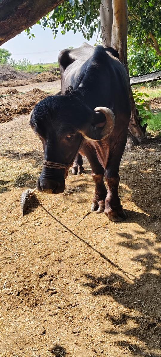 ભેશ વેચવાની છે