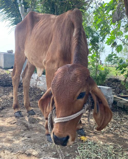 ગીર બદુડી વેચવાની છે