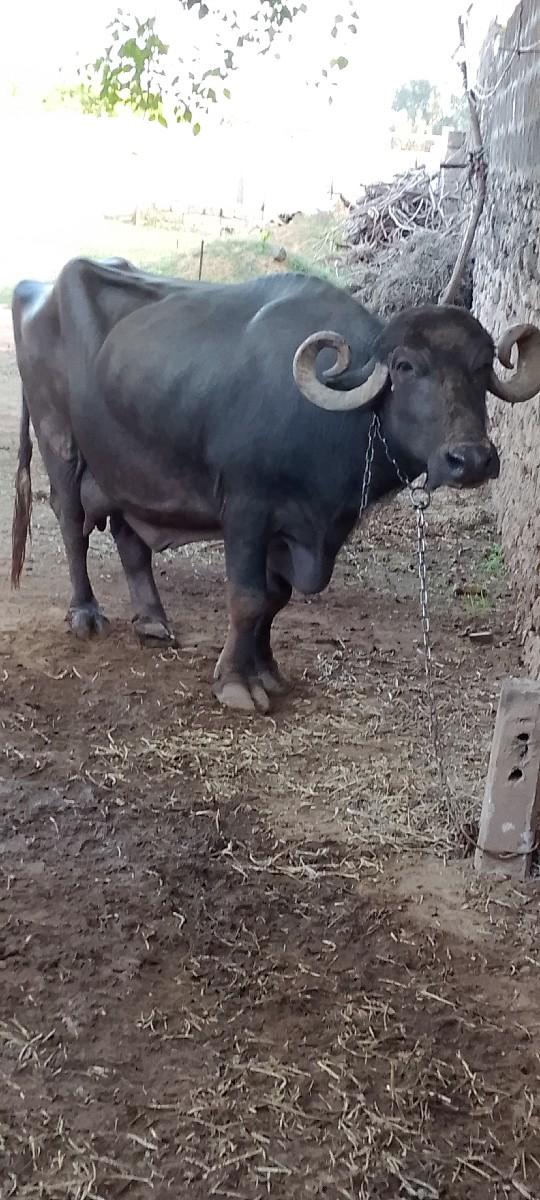 થંબનેલ 2