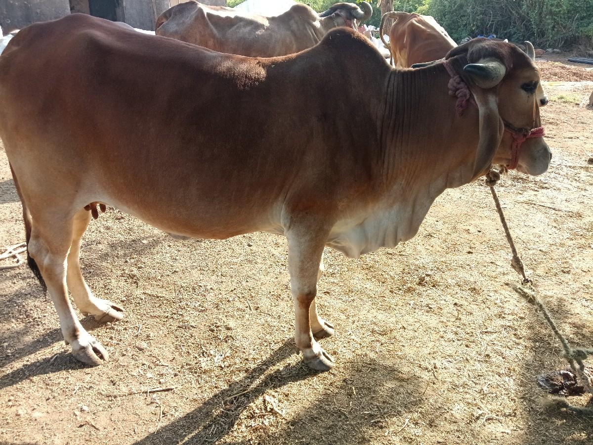 થંબનેલ 2