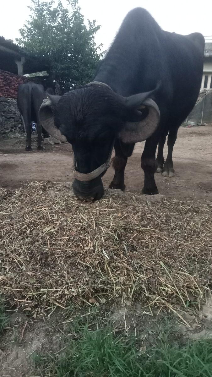 ભેંસ વેચવાની છે
