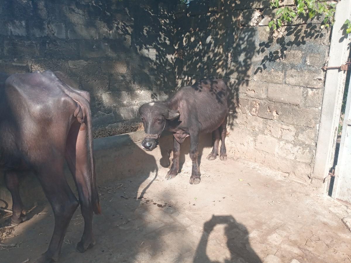 થંબનેલ 3