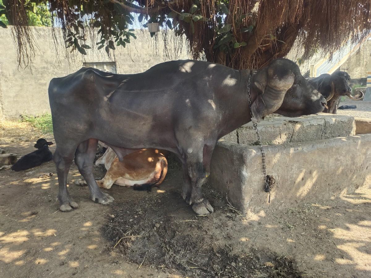 થંબનેલ 2