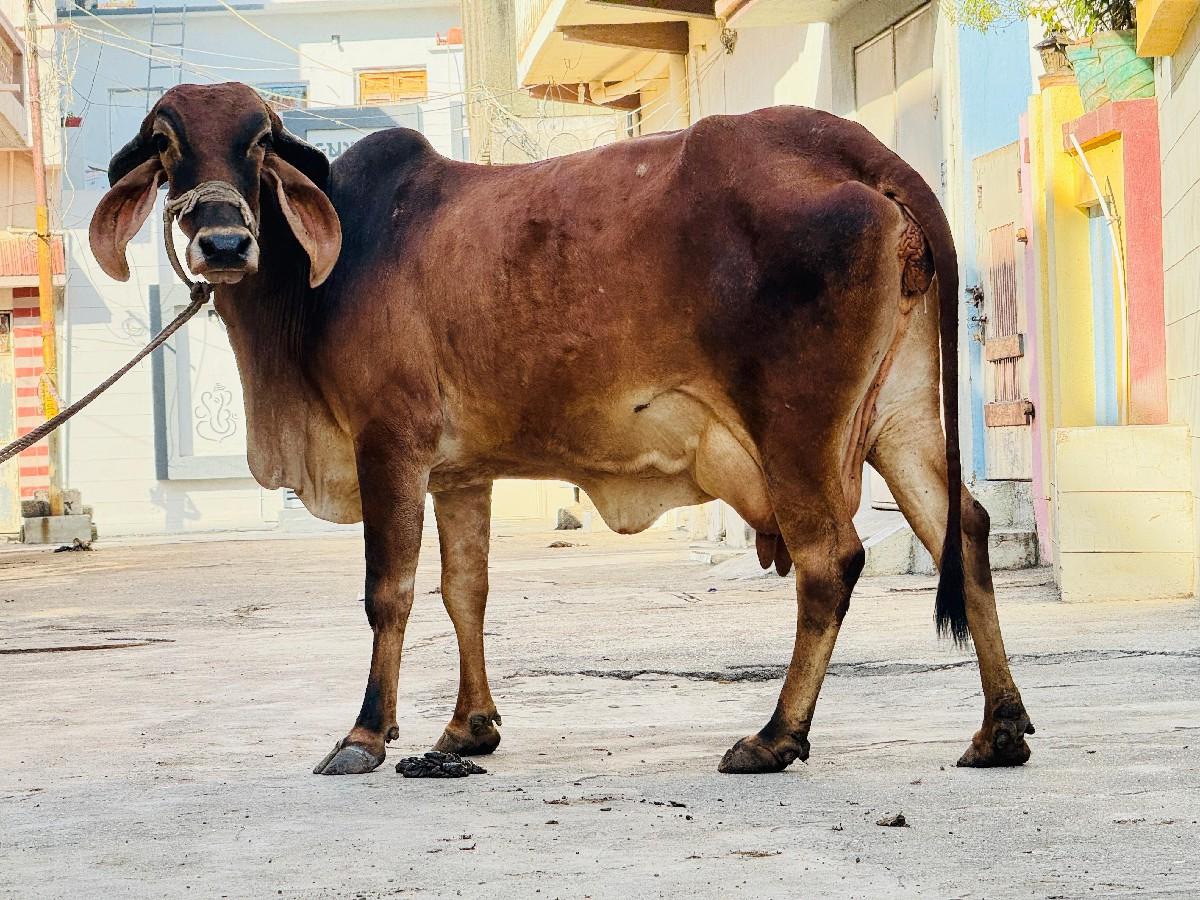 થંબનેલ 3