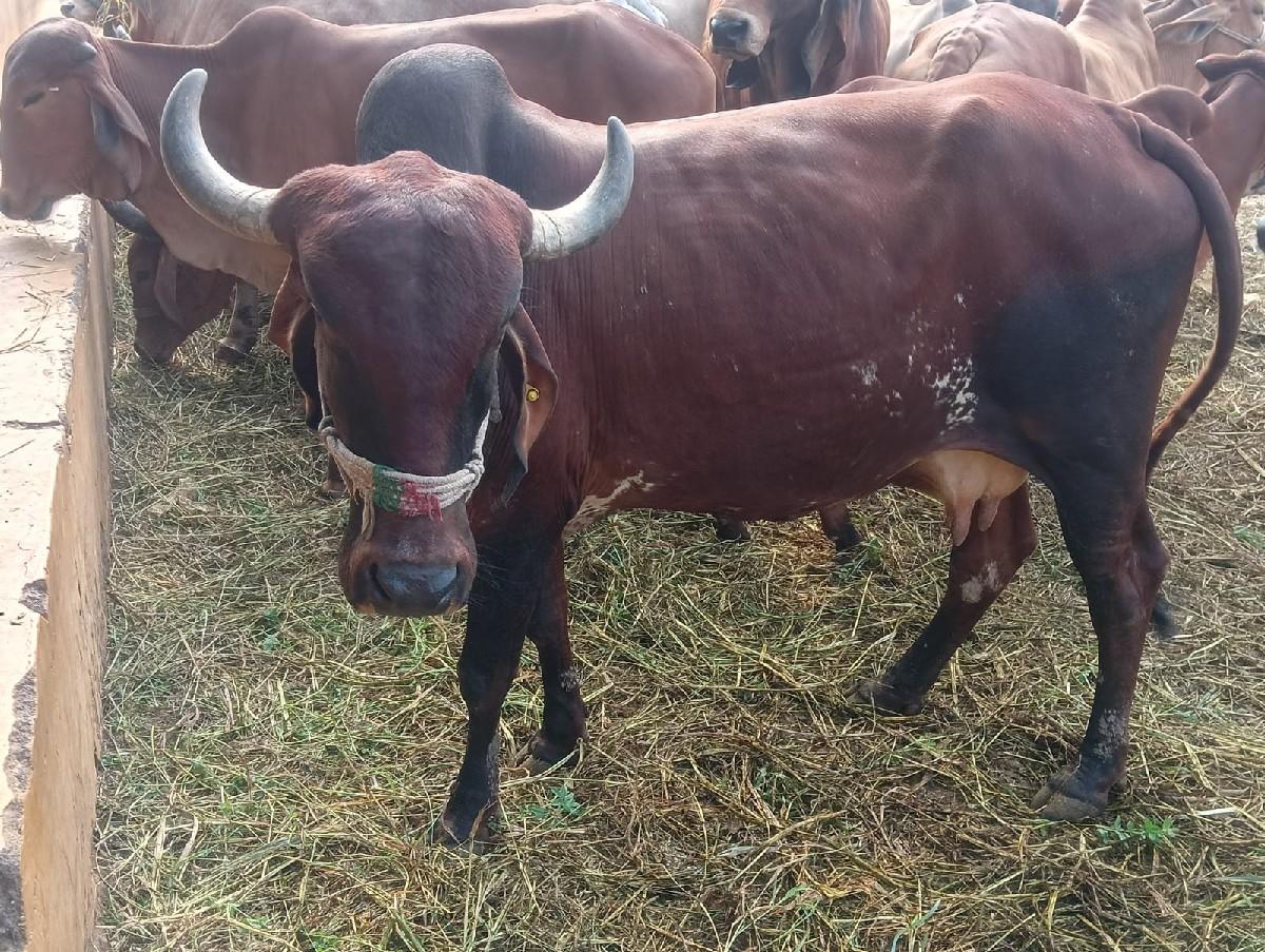 થંબનેલ 3