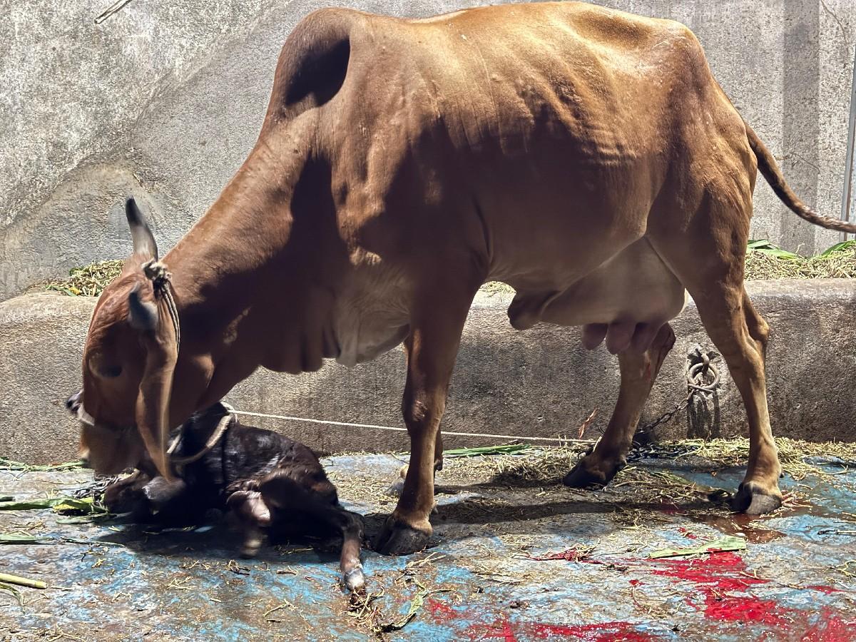 થંબનેલ 3