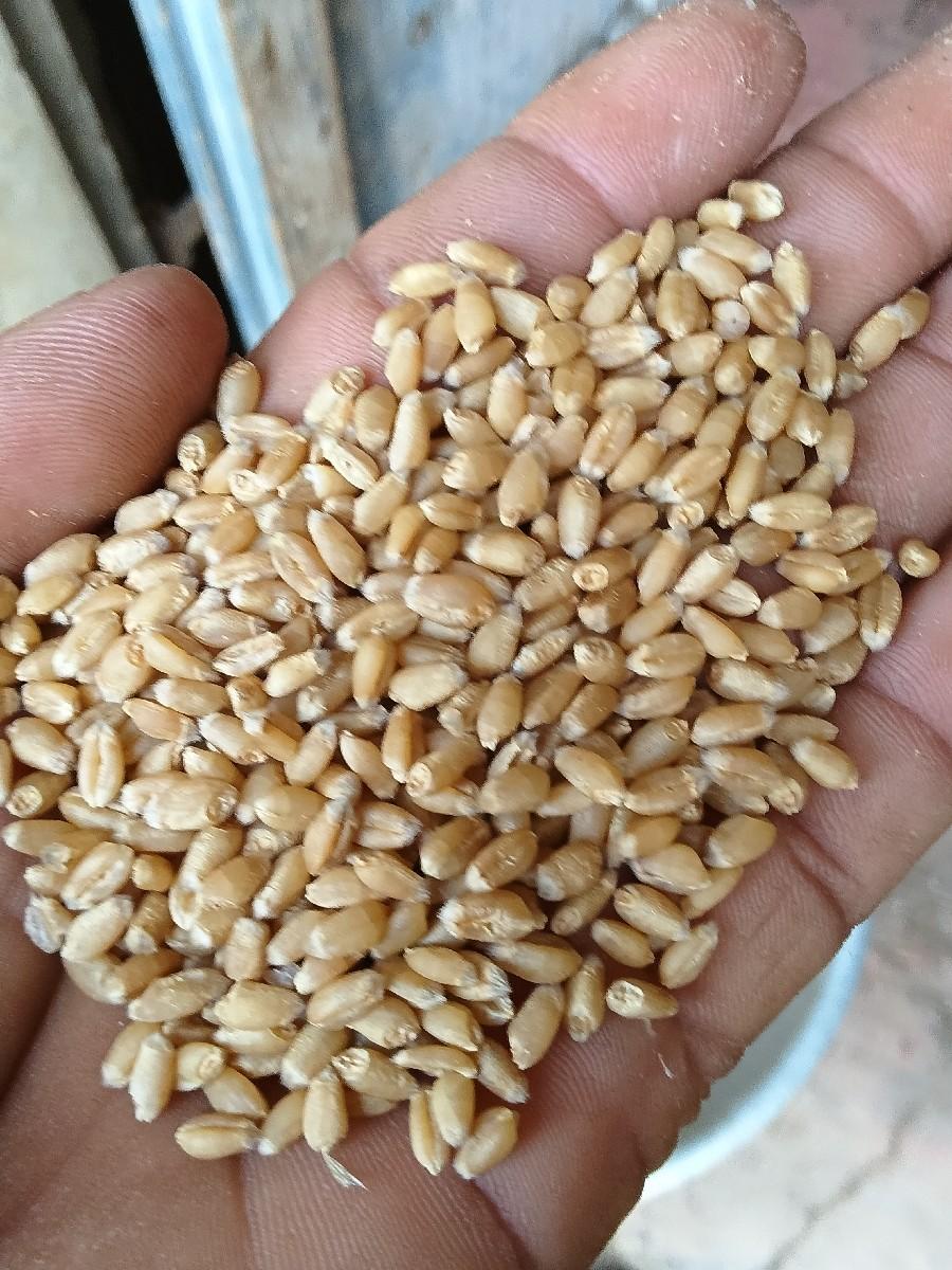 થંબનેલ 2