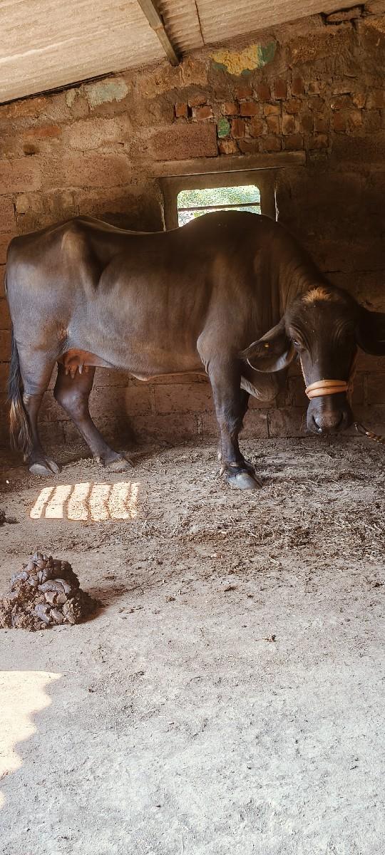 બીજા વેતનની કડાઈ વેચવાની છે