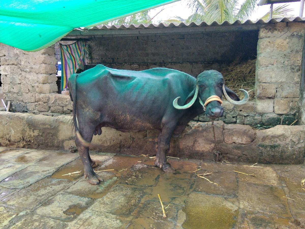 થંબનેલ 2