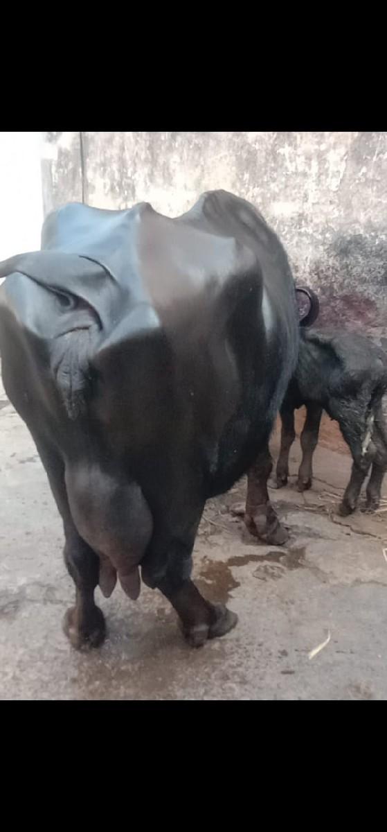 થંબનેલ 3