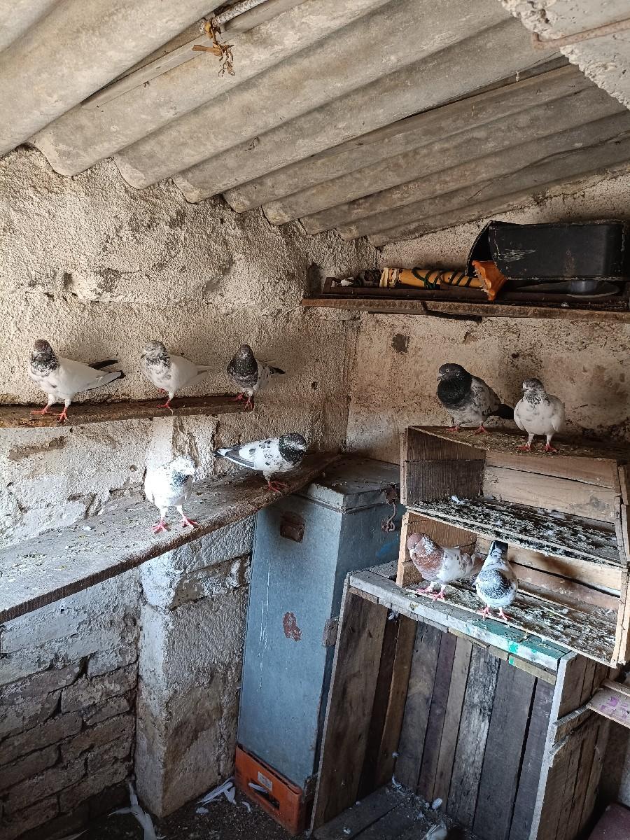 થંબનેલ 3