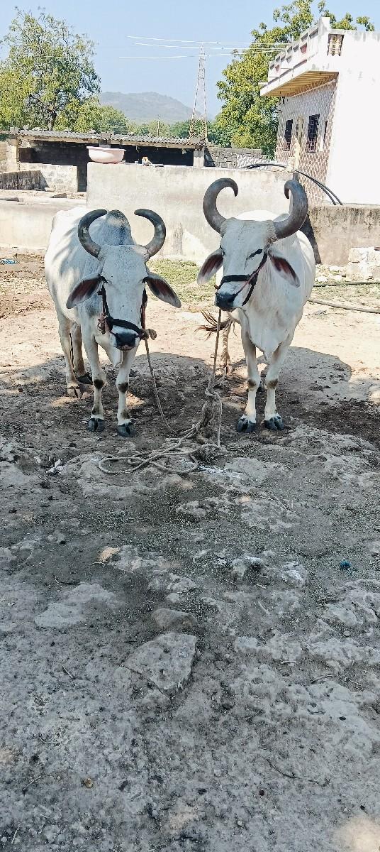 બળદ વેચવાના છે