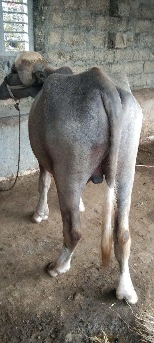 થંબનેલ 2