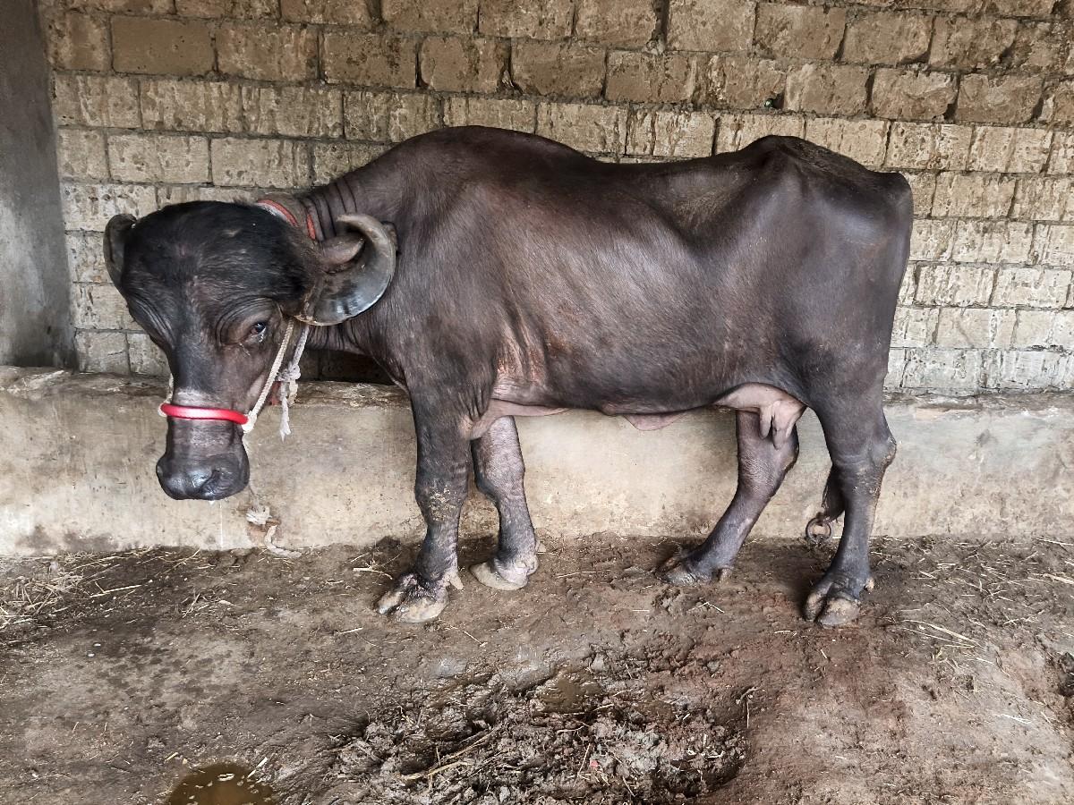 થંબનેલ 2