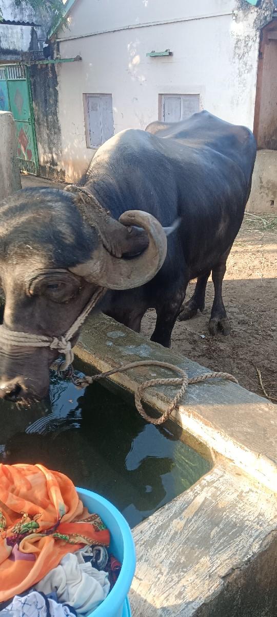 ભેંશ વેચવાની છે.