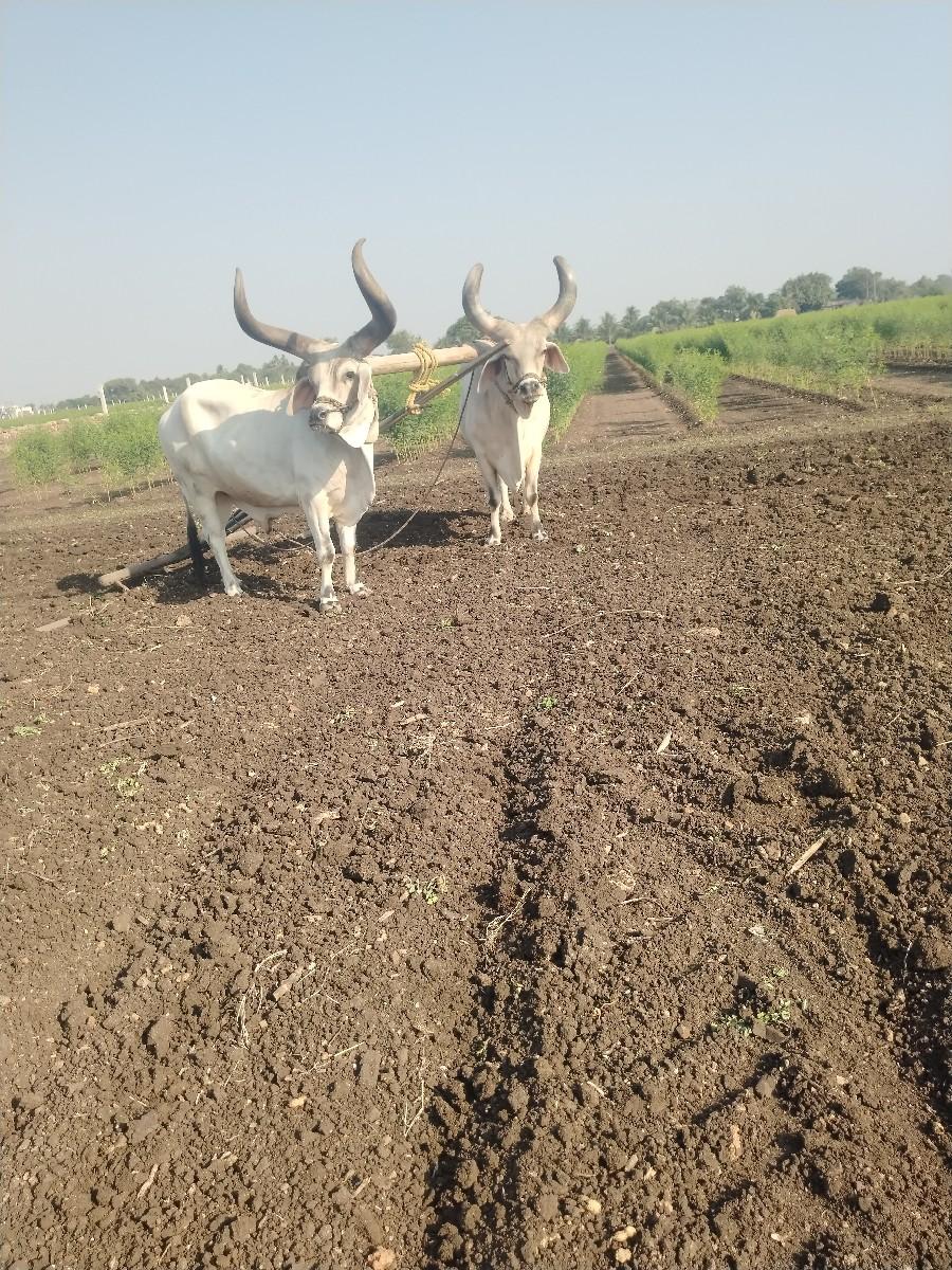 બળદ વેશવાના છે