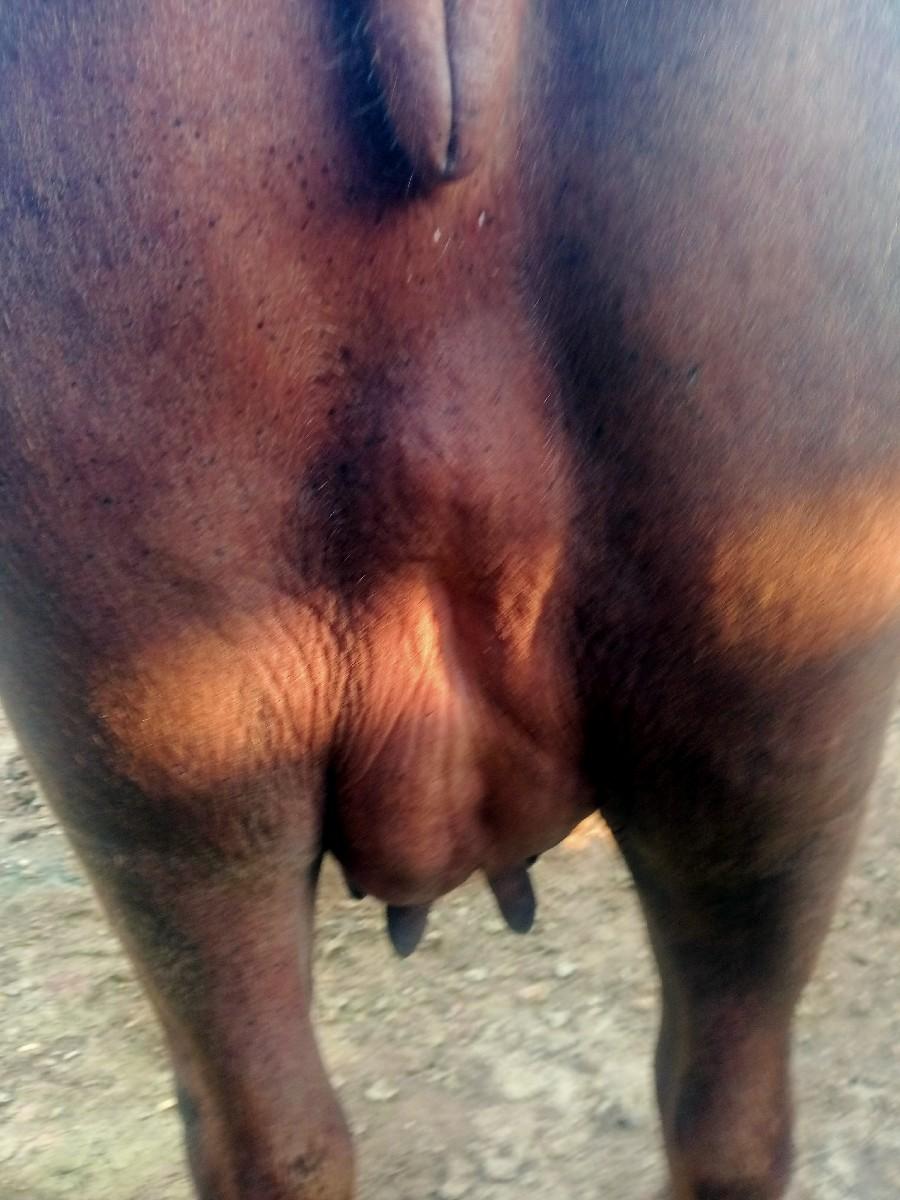 ભેંસ વેચવાની છે બીજુ વેતર