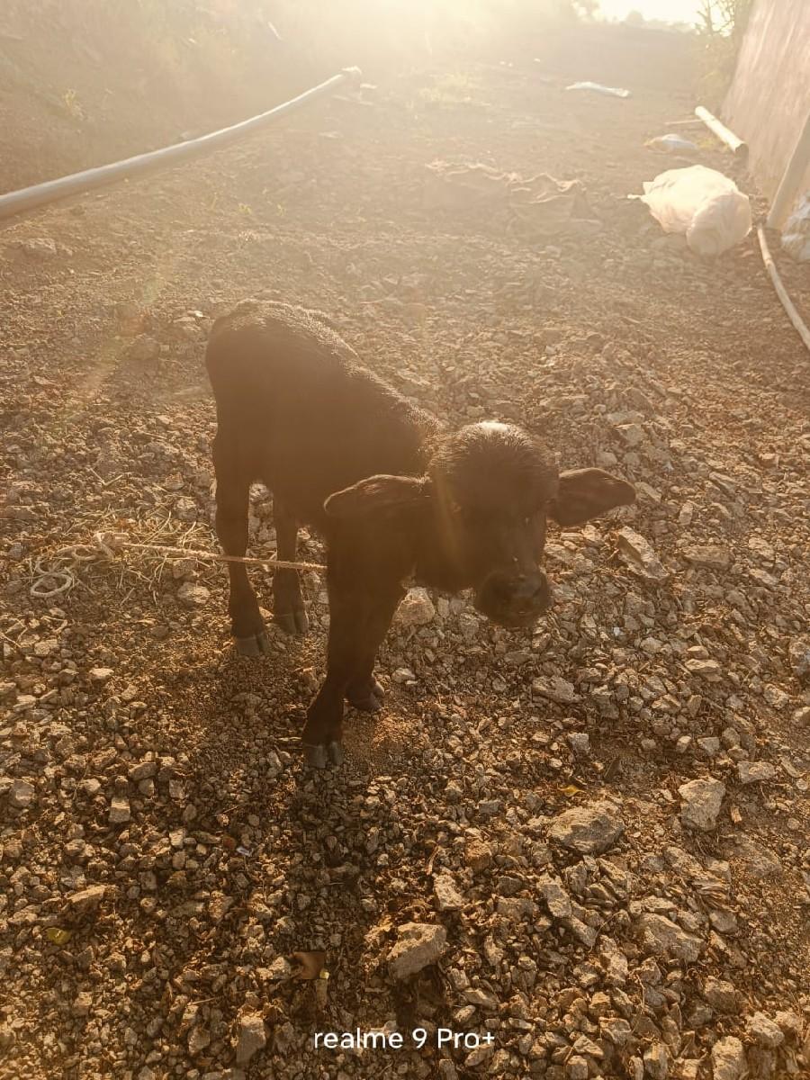 થંબનેલ 3