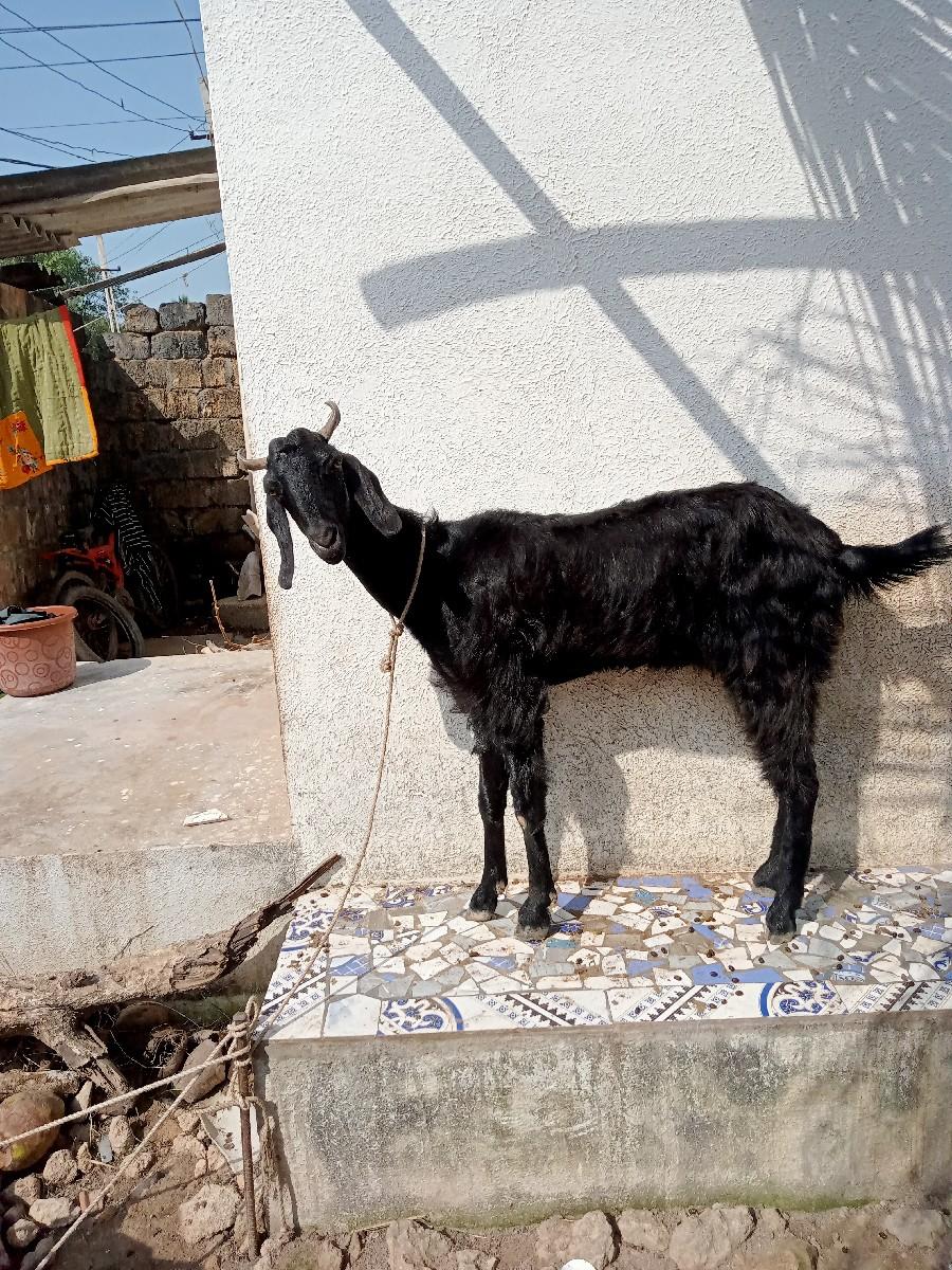 થંબનેલ 2