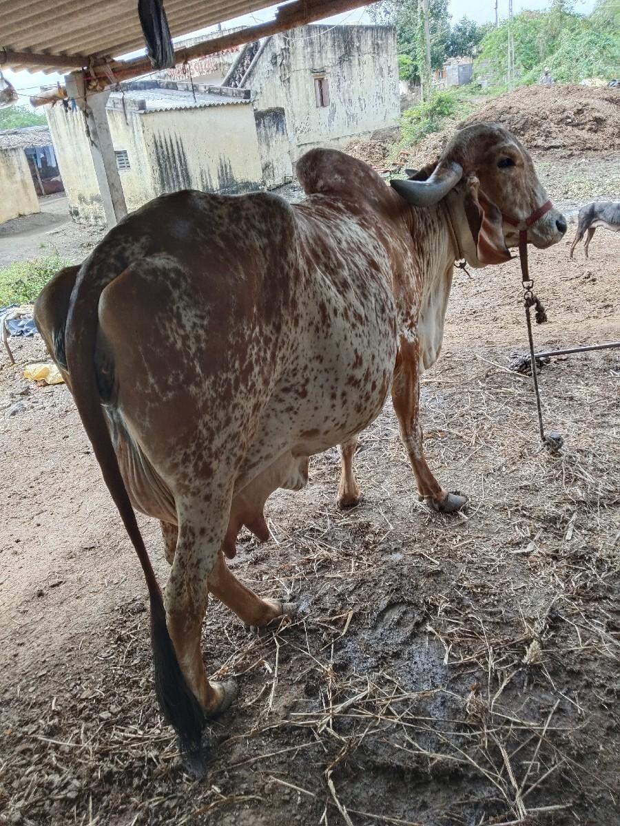 4 વેતર વ્યાસે ગીર ગાય 1  2 દિવસ માં