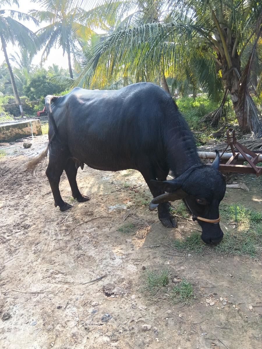 થંબનેલ 2