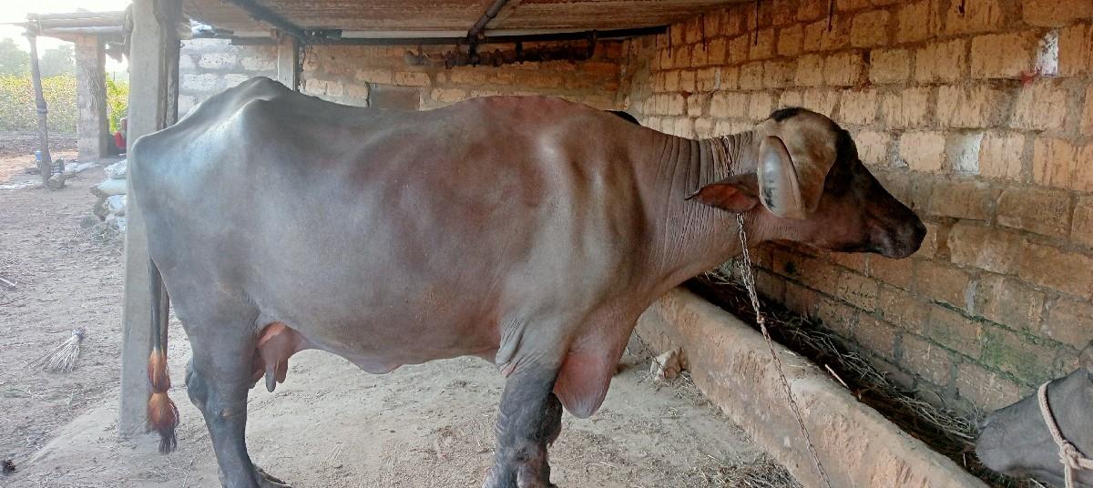 થંબનેલ 2