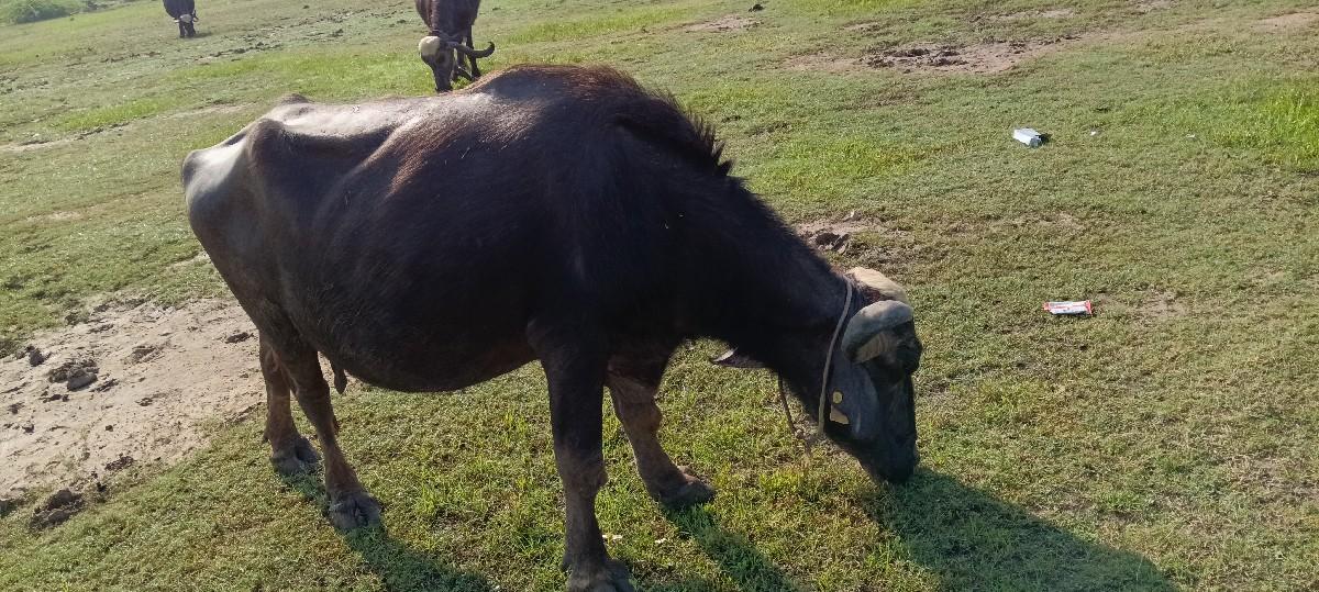 થંબનેલ 3