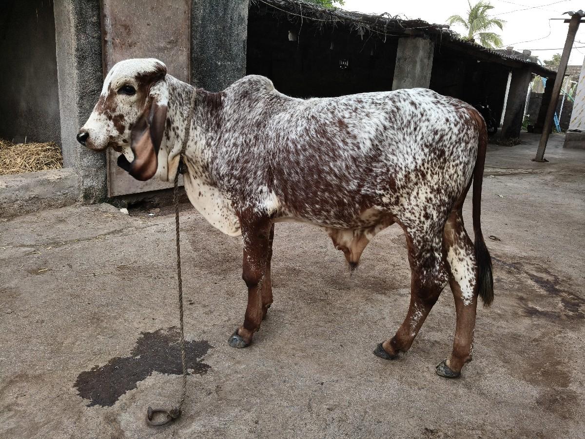 થંબનેલ 2