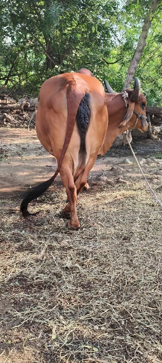 થંબનેલ 2