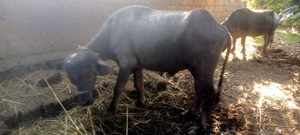 2 ખડેલી છે