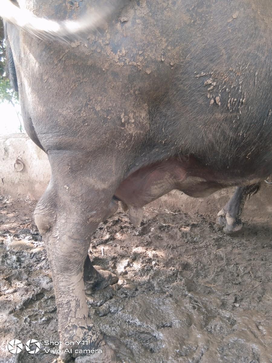 થંબનેલ 2