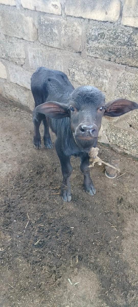 થંબનેલ 3