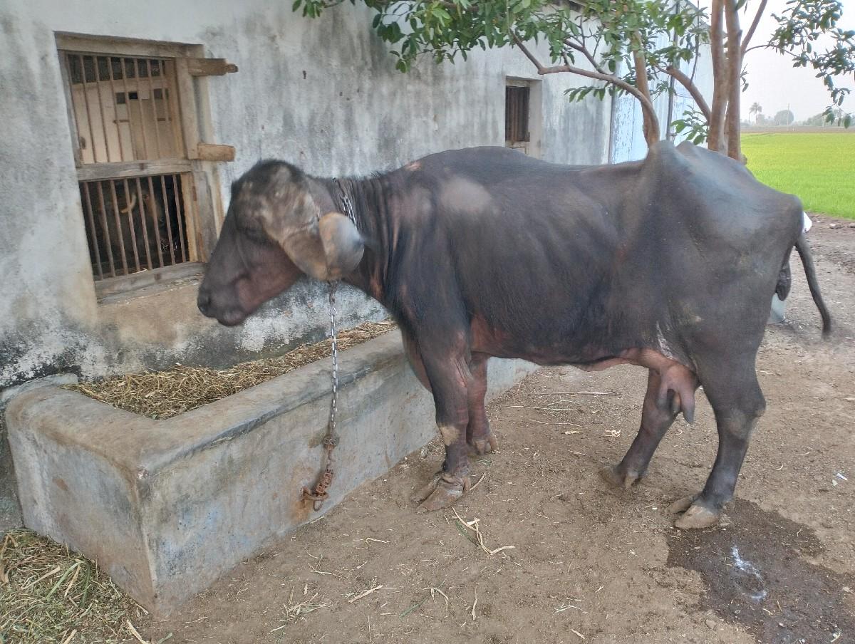 ભેંસ વેચવાની છે