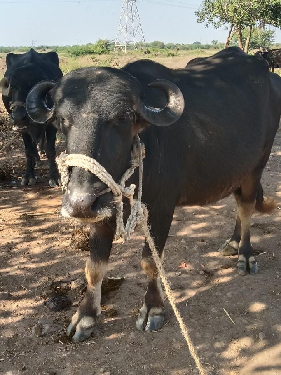 ભેસવેચવાનીછે