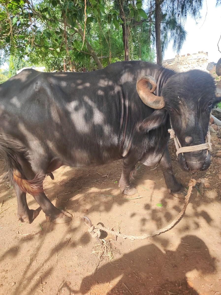 વેચવાની છે