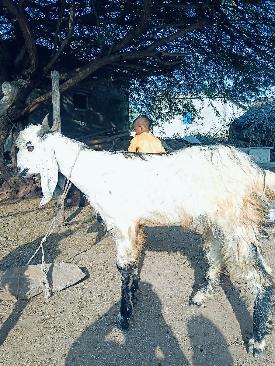 થંબનેલ 2